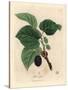 Common Mulberry Tree, Morus Nigra-James Sowerby-Stretched Canvas