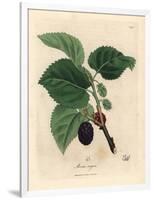 Common Mulberry Tree, Morus Nigra-James Sowerby-Framed Giclee Print