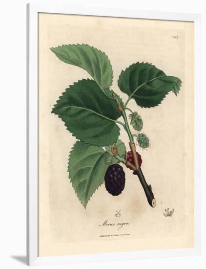 Common Mulberry Tree, Morus Nigra-James Sowerby-Framed Giclee Print