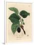 Common Mulberry Tree, Morus Nigra-James Sowerby-Framed Giclee Print