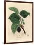 Common Mulberry Tree, Morus Nigra-James Sowerby-Framed Giclee Print