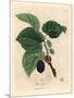 Common Mulberry Tree, Morus Nigra-James Sowerby-Mounted Giclee Print