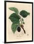 Common Mulberry Tree, Morus Nigra-James Sowerby-Framed Giclee Print