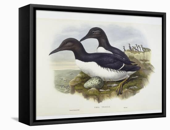 Common Murre (Uria Aalge), William Hart, H C Richter-John Gould-Framed Stretched Canvas