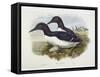 Common Murre (Uria Aalge), William Hart, H C Richter-John Gould-Framed Stretched Canvas