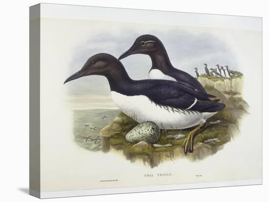 Common Murre (Uria Aalge), William Hart, H C Richter-John Gould-Stretched Canvas