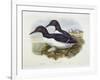 Common Murre (Uria Aalge), William Hart, H C Richter-John Gould-Framed Giclee Print