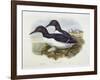 Common Murre (Uria Aalge), William Hart, H C Richter-John Gould-Framed Giclee Print