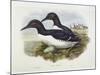 Common Murre (Uria Aalge), William Hart, H C Richter-John Gould-Mounted Giclee Print