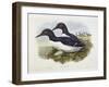 Common Murre (Uria Aalge), William Hart, H C Richter-John Gould-Framed Giclee Print