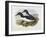 Common Murre (Uria Aalge), William Hart, H C Richter-John Gould-Framed Giclee Print