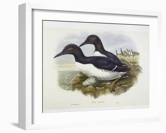 Common Murre (Uria Aalge), William Hart, H C Richter-John Gould-Framed Giclee Print