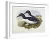 Common Murre (Uria Aalge), William Hart, H C Richter-John Gould-Framed Giclee Print