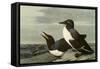 Common Murre-John James Audubon-Framed Stretched Canvas