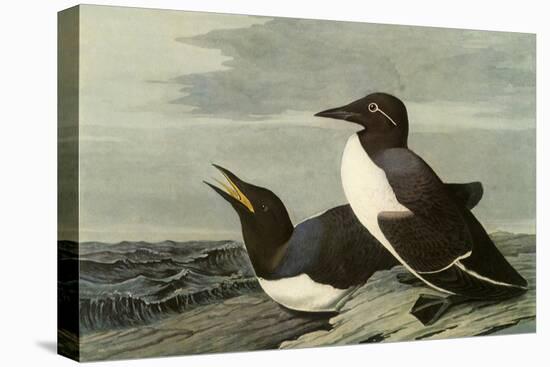 Common Murre-John James Audubon-Stretched Canvas