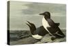 Common Murre-John James Audubon-Stretched Canvas