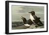 Common Murre-John James Audubon-Framed Premium Giclee Print