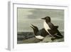 Common Murre-John James Audubon-Framed Premium Giclee Print