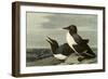 Common Murre-John James Audubon-Framed Giclee Print