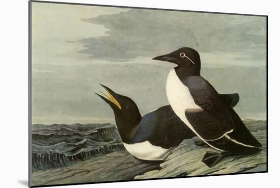 Common Murre-John James Audubon-Mounted Giclee Print