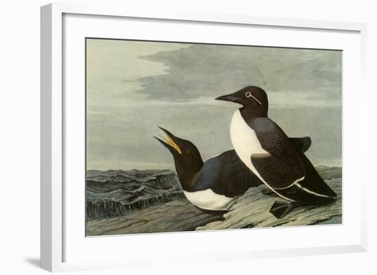 Common Murre-John James Audubon-Framed Giclee Print