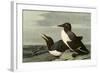 Common Murre-John James Audubon-Framed Giclee Print