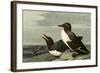 Common Murre-John James Audubon-Framed Giclee Print