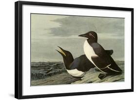 Common Murre-John James Audubon-Framed Giclee Print