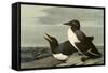 Common Murre-John James Audubon-Framed Stretched Canvas