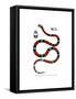 Common Neckband Snake-null-Framed Stretched Canvas