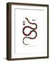 Common Neckband Snake-null-Framed Giclee Print