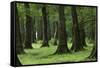 Common Oak (Quercus Robur) and Ash (Fraxinus Sp) Forest, Lonjsko Polje Np, Slavonia Region, Croatia-della Ferrera-Framed Stretched Canvas