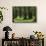 Common Oak (Quercus Robur) and Ash (Fraxinus Sp) Forest, Lonjsko Polje Np, Slavonia Region, Croatia-della Ferrera-Framed Stretched Canvas displayed on a wall