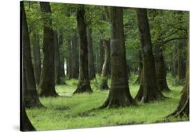 Common Oak (Quercus Robur) and Ash (Fraxinus Sp) Forest, Lonjsko Polje Np, Slavonia Region, Croatia-della Ferrera-Stretched Canvas