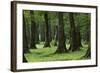 Common Oak (Quercus Robur) and Ash (Fraxinus Sp) Forest, Lonjsko Polje Np, Slavonia Region, Croatia-della Ferrera-Framed Photographic Print