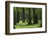 Common Oak (Quercus Robur) and Ash (Fraxinus Sp) Forest, Lonjsko Polje Np, Slavonia Region, Croatia-della Ferrera-Framed Photographic Print