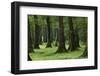 Common Oak (Quercus Robur) and Ash (Fraxinus Sp) Forest, Lonjsko Polje Np, Slavonia Region, Croatia-della Ferrera-Framed Photographic Print