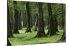 Common Oak (Quercus Robur) and Ash (Fraxinus Sp) Forest, Lonjsko Polje Np, Slavonia Region, Croatia-della Ferrera-Mounted Photographic Print