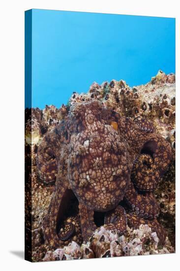 Common Octopus Camouflaged (Octopus Vulgaris)-Reinhard Dirscherl-Stretched Canvas