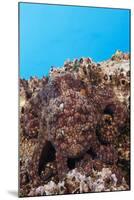 Common Octopus Camouflaged (Octopus Vulgaris)-Reinhard Dirscherl-Mounted Photographic Print