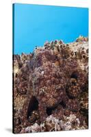 Common Octopus Camouflaged (Octopus Vulgaris)-Reinhard Dirscherl-Stretched Canvas