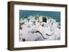 Common octopus hunting over sand and coral, Bahamas-Shane Gross-Framed Photographic Print