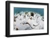 Common octopus hunting over sand and coral, Bahamas-Shane Gross-Framed Photographic Print