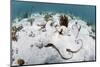 Common octopus hunting over sand and coral, Bahamas-Shane Gross-Mounted Photographic Print