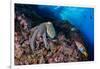 Common octopus moving over rocks, Italy, Tyrrhenian Sea-Franco Banfi-Framed Photographic Print