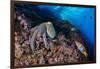 Common octopus moving over rocks, Italy, Tyrrhenian Sea-Franco Banfi-Framed Photographic Print