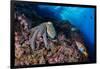 Common octopus moving over rocks, Italy, Tyrrhenian Sea-Franco Banfi-Framed Photographic Print