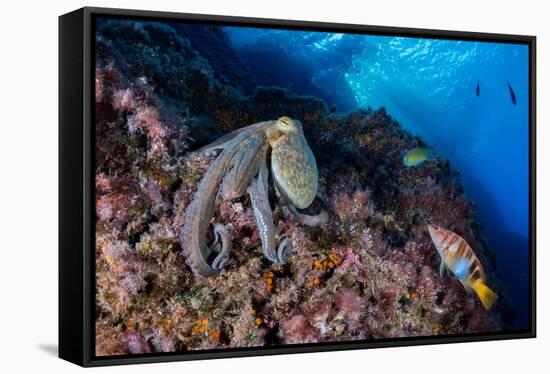 Common octopus moving over rocks, Italy, Tyrrhenian Sea-Franco Banfi-Framed Stretched Canvas