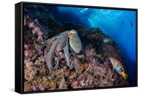 Common octopus moving over rocks, Italy, Tyrrhenian Sea-Franco Banfi-Framed Stretched Canvas