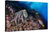 Common octopus moving over rocks, Italy, Tyrrhenian Sea-Franco Banfi-Stretched Canvas